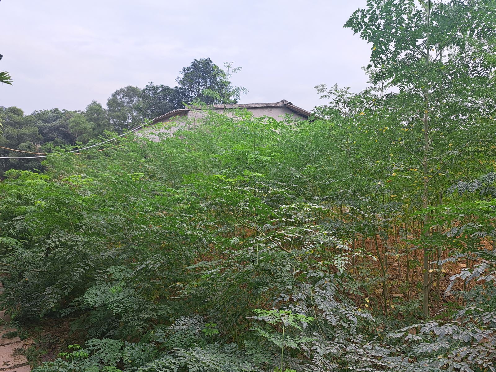 Cây chùm ngây, một trong những thảo mộc trong vườn được sử dụng làm thức ăn nuôi gà