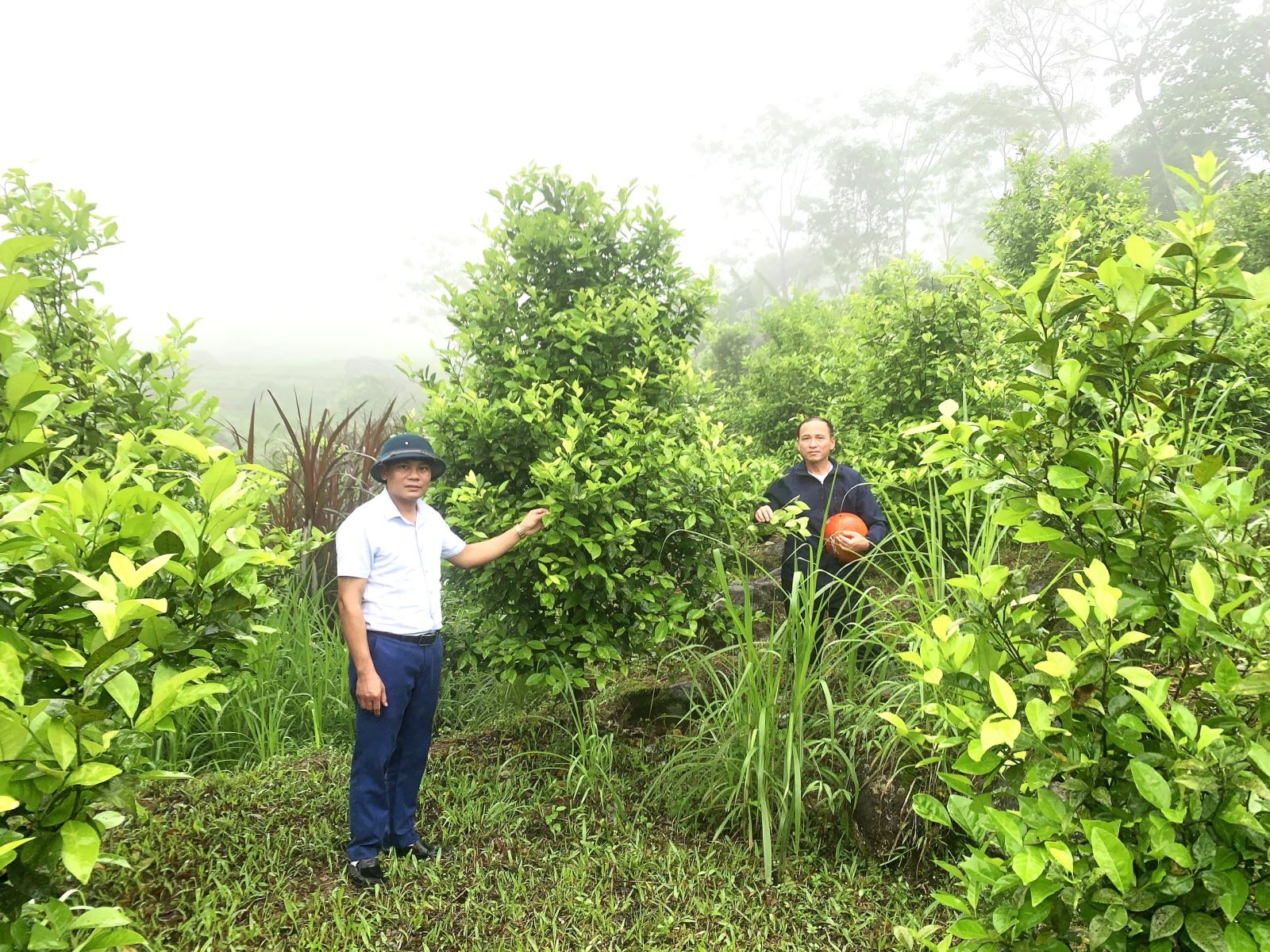 Ông Ngân Văn Tuân- Phó CT UBND xã Thành Sơn thăm vườn quýt hôi của hộ ông Hà Văn Minh, bản Pù Luông thuộc diện hộ cận nghèo được nhà nước hỗ trợ phát triển kinh tế thoát nghèo.