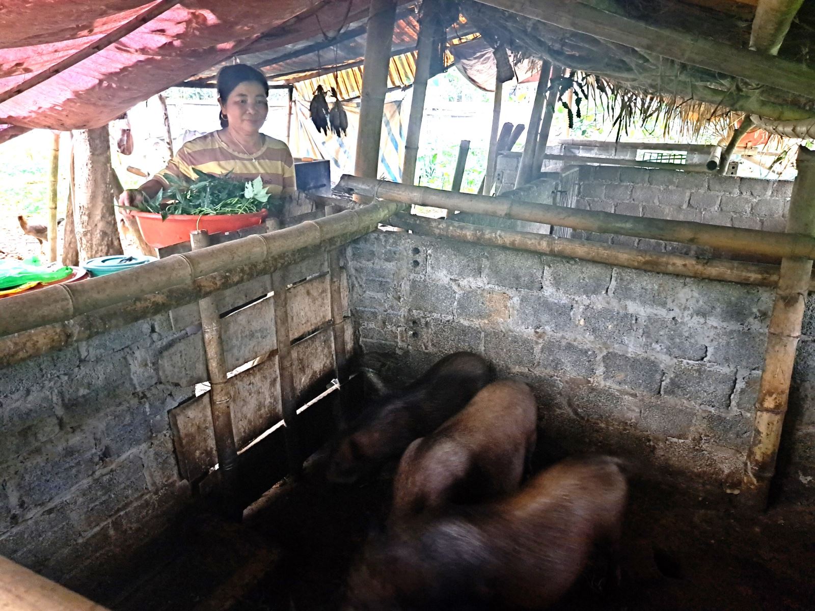 Lợn lòi của hộ chị Bùi Thị Nương, thôn Thung Tâm, thuộc diện hộ cận nghèo được hỗ trợ đã  phối giống đang phát triển rất tốt, sắp tới sẽ phát triển thành đàn phát triển chăn nuôi.