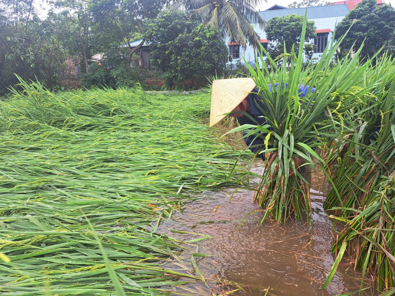 Bà Hà Thị Thư đang dựng mấy sào lúa vừa bị đổ rạp trên cánh đồng Đển thôn Xuân Tân, xã Xuân Hưng