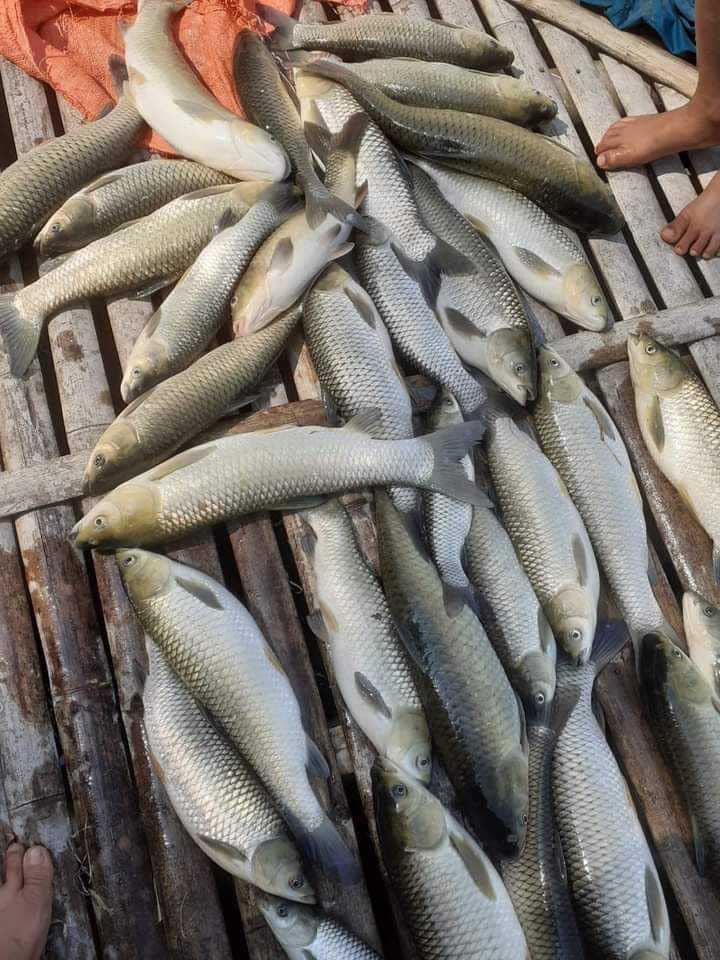 Cá chết bất thường trên sông Mã qua địa bàn huyện Bá Thước nguyên nhân không phải do dịch bệnh