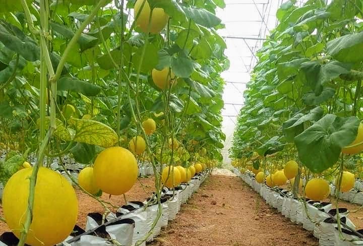 Những quả dưa to đẹp, mọng nước trong vườn Dưa kim Hoàng Hậu của Tổ hợp tác nông nghiệp Thuận Minh, xã Thuận Minh (huyện Thọ Xuân) chuẩn bị cho thu hoạch.