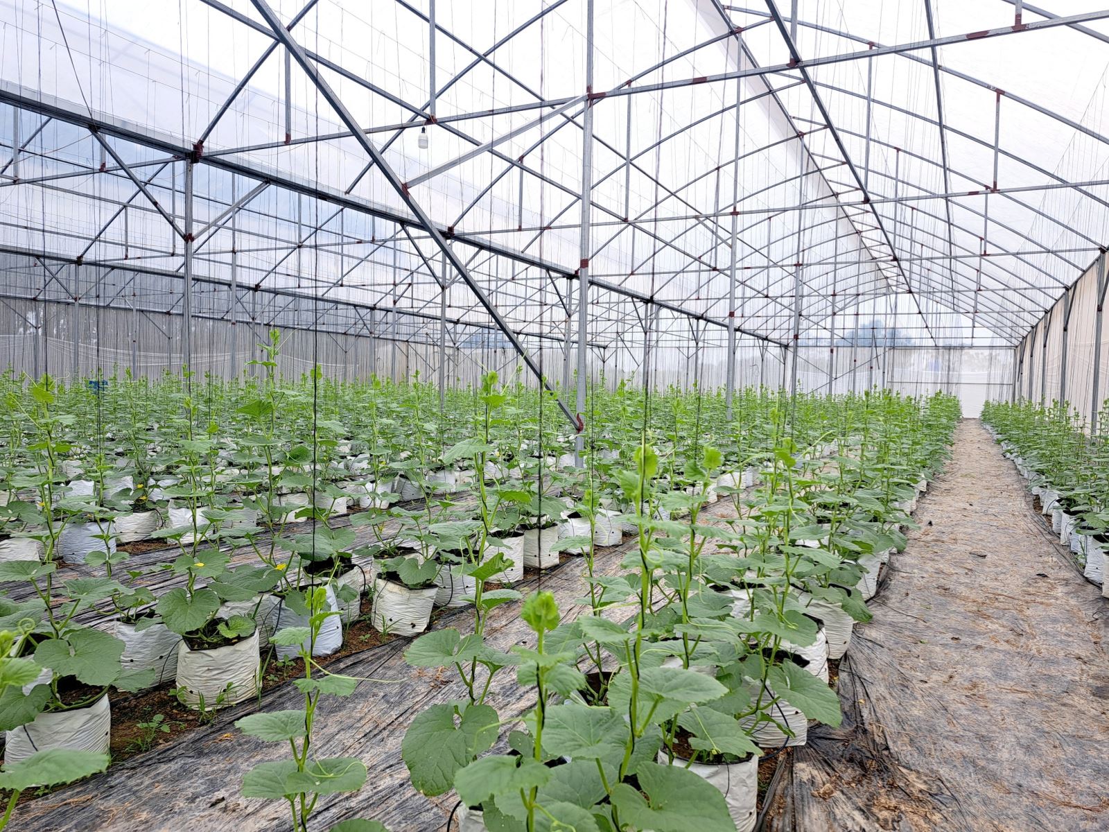 Áp dụng khoa học công nghệ cao vào sản xuất, vườn dưa nhà màng của Tổ hợp tác nông nghiệp Thuận Minh không bị ảnh hưởng của tác động môi trường, mang lại năng suất cao, cho thu nhập quanh năm.