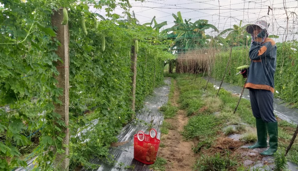 Mô hình: ‘‘Ứng dụng các biện pháp kỹ thuật về quản lý dịch hại tổng hợp (IPM) trên cây rau’’ tại xã Bình Trung.