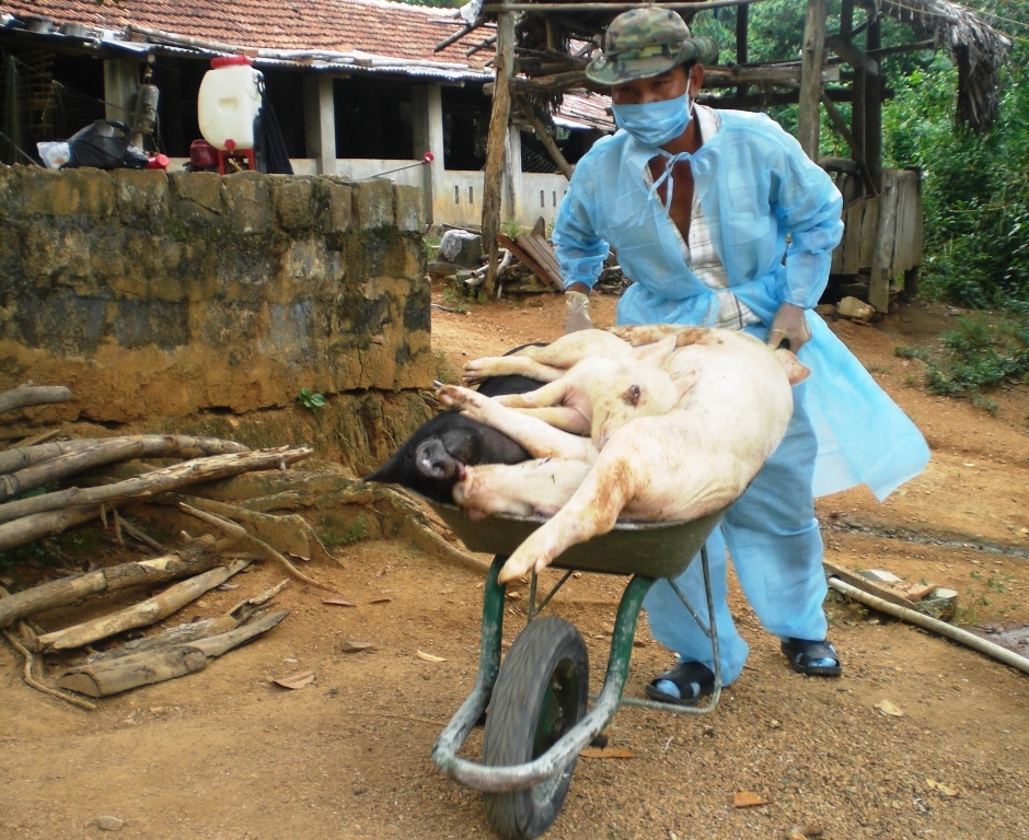 Từ 2019 đến nay, dịch tả lợn Châu Phi đã gây thiệt hại khá lớn cho người chăn nuôi.