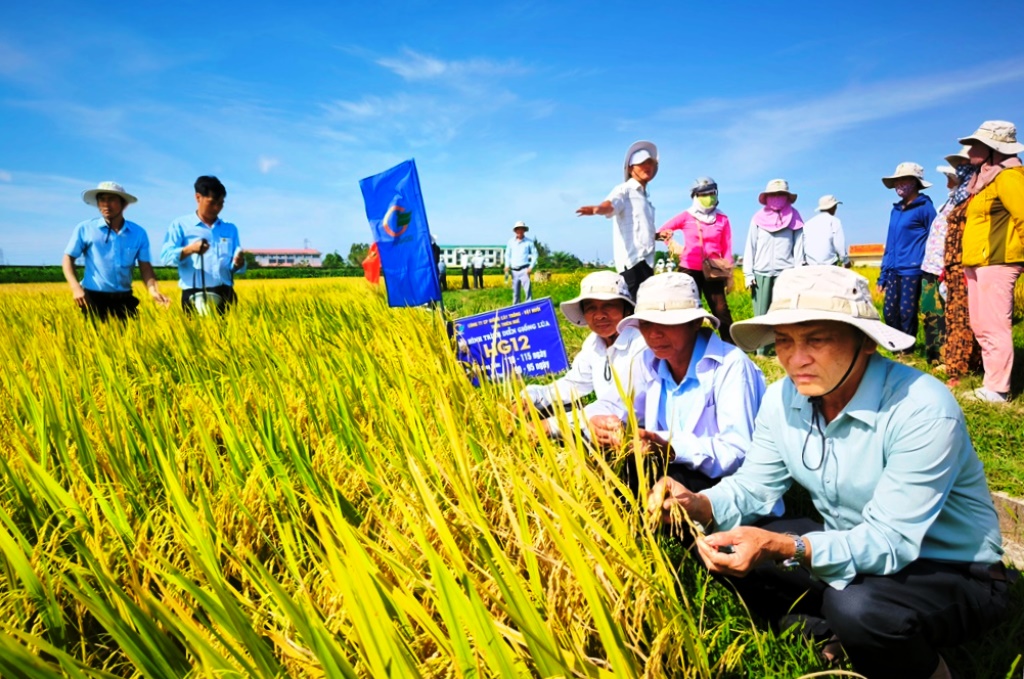 Các đại biểu tham quan ruộng trình diễn giống lúa HG12 tại xã Bình Nguyên (huyện Bình Sơn)