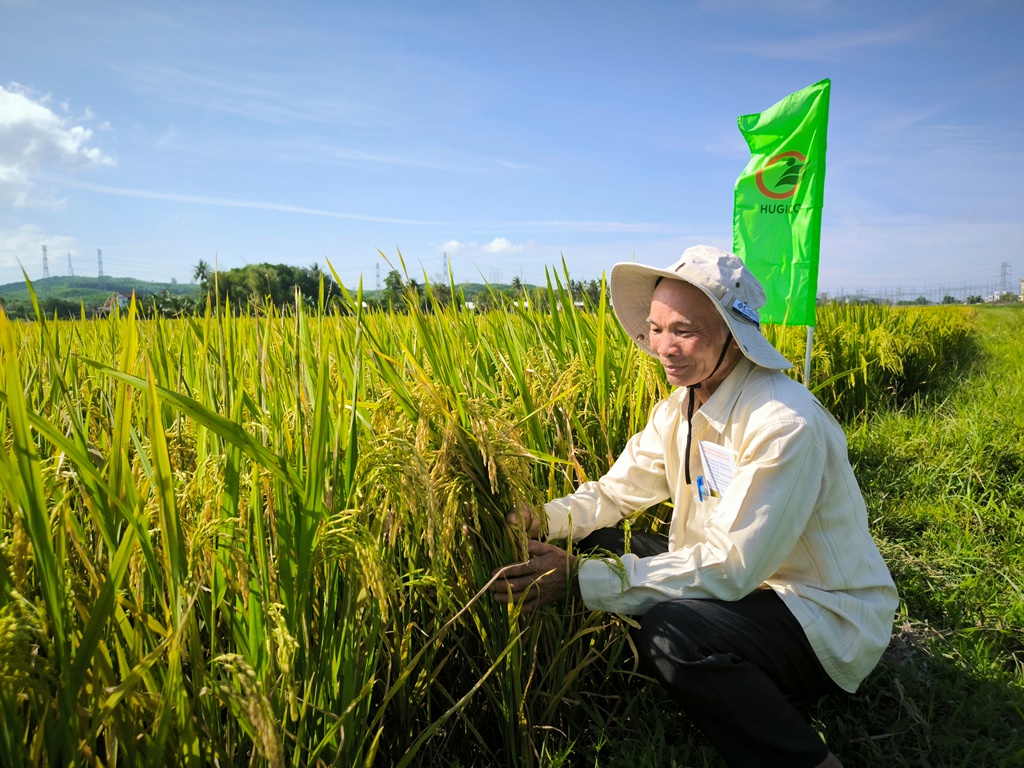  Ông Nguyên Thân (thôn Phước Bình, xã Bình Nguyên, huyện Bình Sơn)  bên ruộng lúa giống HN6