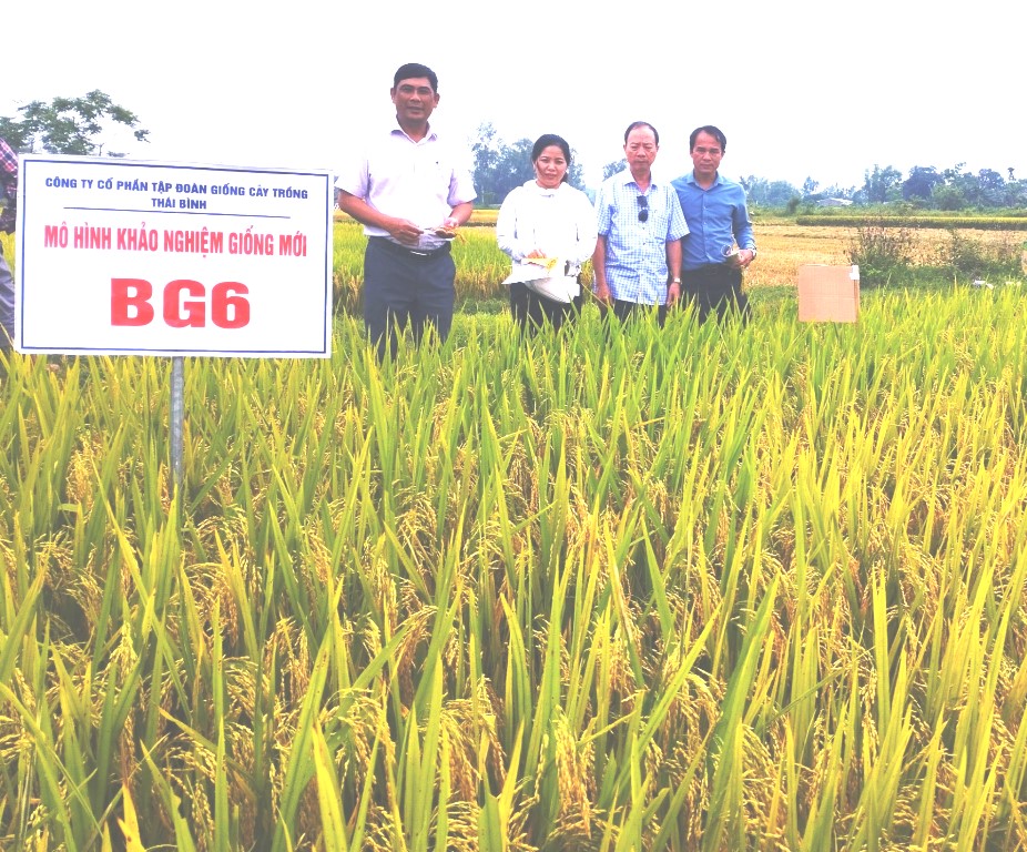 Ông Nguyễn Quang Trung, Phó GĐ Sở NN&PTNT Quảng Ngãi (bên trái) tham quan mô hình thử nghiệm giống lúa BG6 tại xã xã Bình Long, huyện Bình Sơn
