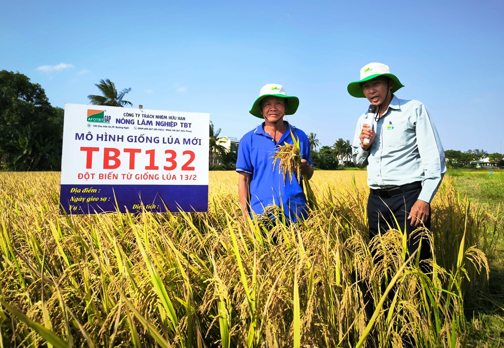 TBT132 là giống lúa được người sản xuất bún, bánh ở miền Trung rất chuộng.