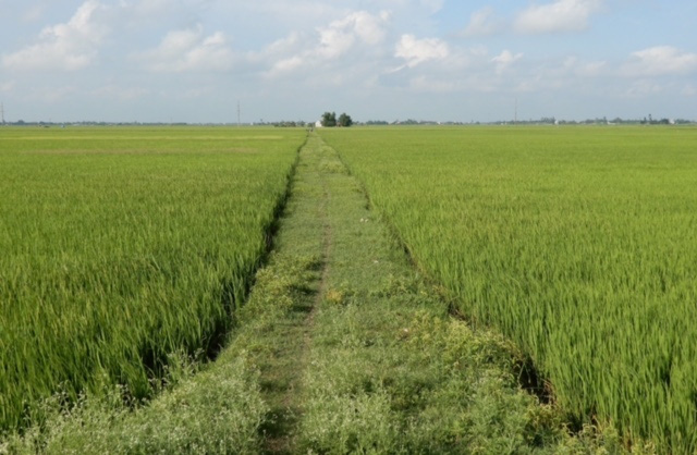 Trong năm 2024, tỉnh Đồng Nai sẽ chuyển đổi hơn 2000 ha cơ cấu cây trồng trên đất trồng lúa.