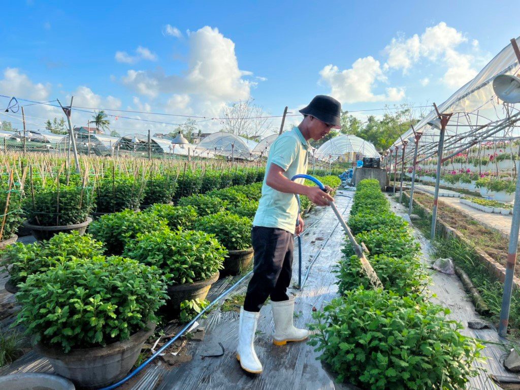Công nhân tại các nhà vườn trồng hoa tất bật chăm bón cây hoa giống để kịp nở rộ đúng dịp Tết nguyên đán 2023.