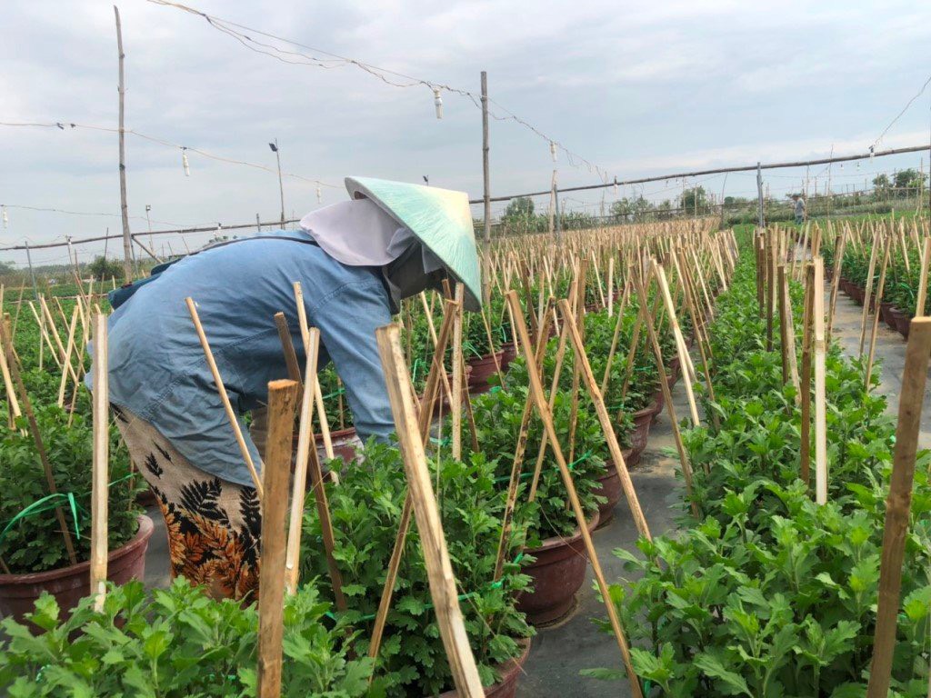 Người trồng hoa Đà Nẵng được sự hỗ trợ của các cấp chính quyền đã có thể vay vốn, tái đầu tư hàng trăm triệu đồng hoa giống vực dậy những thiệt hại do mưa lũ lịch sử.
