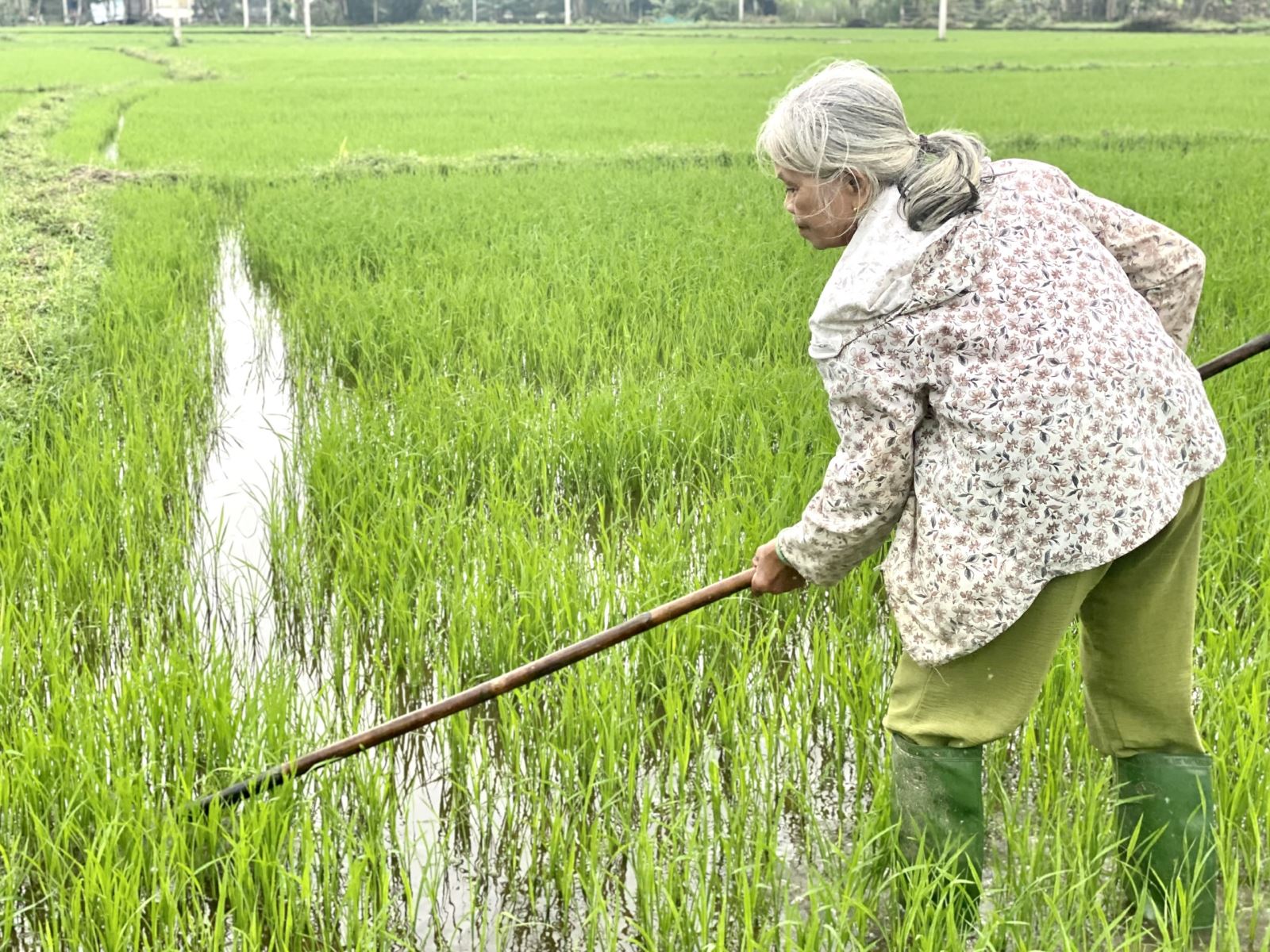 Người nông dân Quảng Nam trong những năm qua đã tích cực xây dựng mô hình cánh đồng mẫu lớn để liên kết với doanh nghiệp sản xuất giống lúa hàng hóa và lúa thương phẩm chất lượng cao.