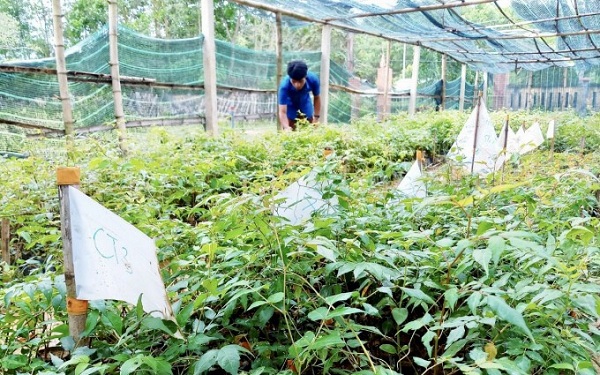 Cây chè dây Za Reh, một sản phẩm đặc trưng của nông nghiệp huyện Đông Giang.