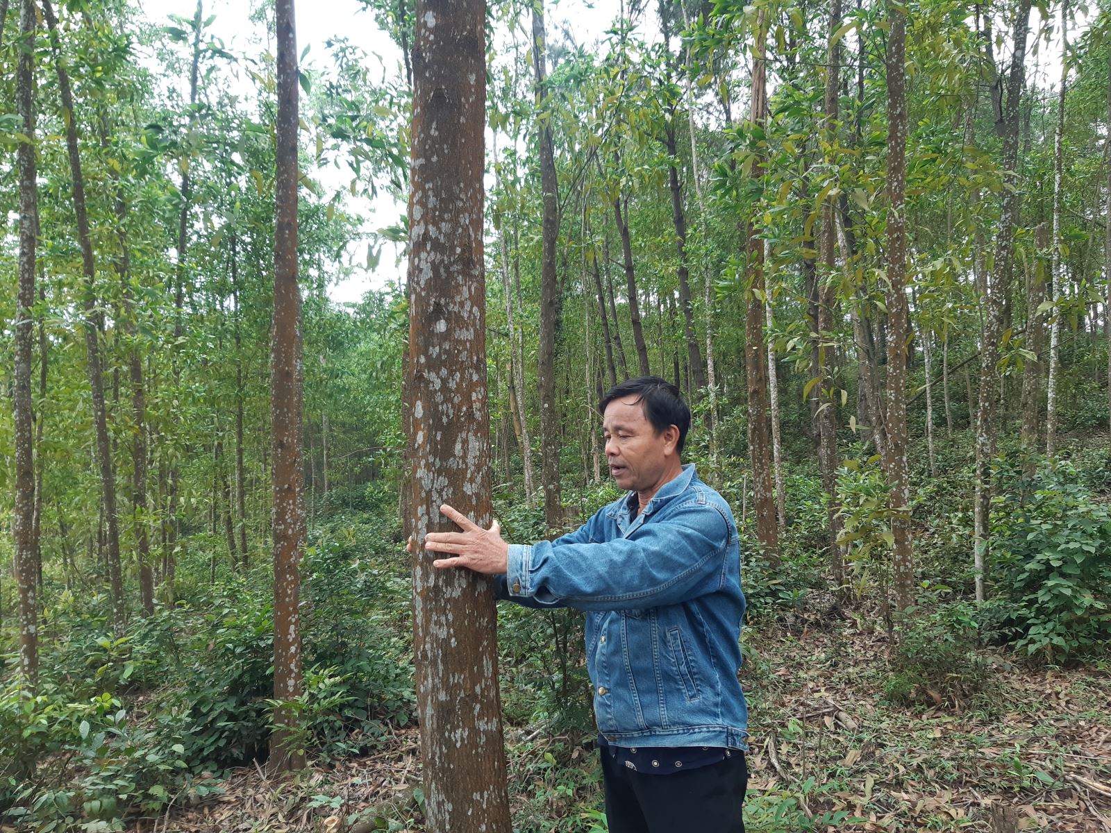 Tỉnh Thừa Thiên Huế phấn đấu đến hết năm 2025 toàn tỉnh sẽ có 1.050 ha rừng trồng sản xuất các loài cây bản địa gỗ lớn và 14.000 ha rừng trồng sản xuất các loài keo gỗ lớn. 