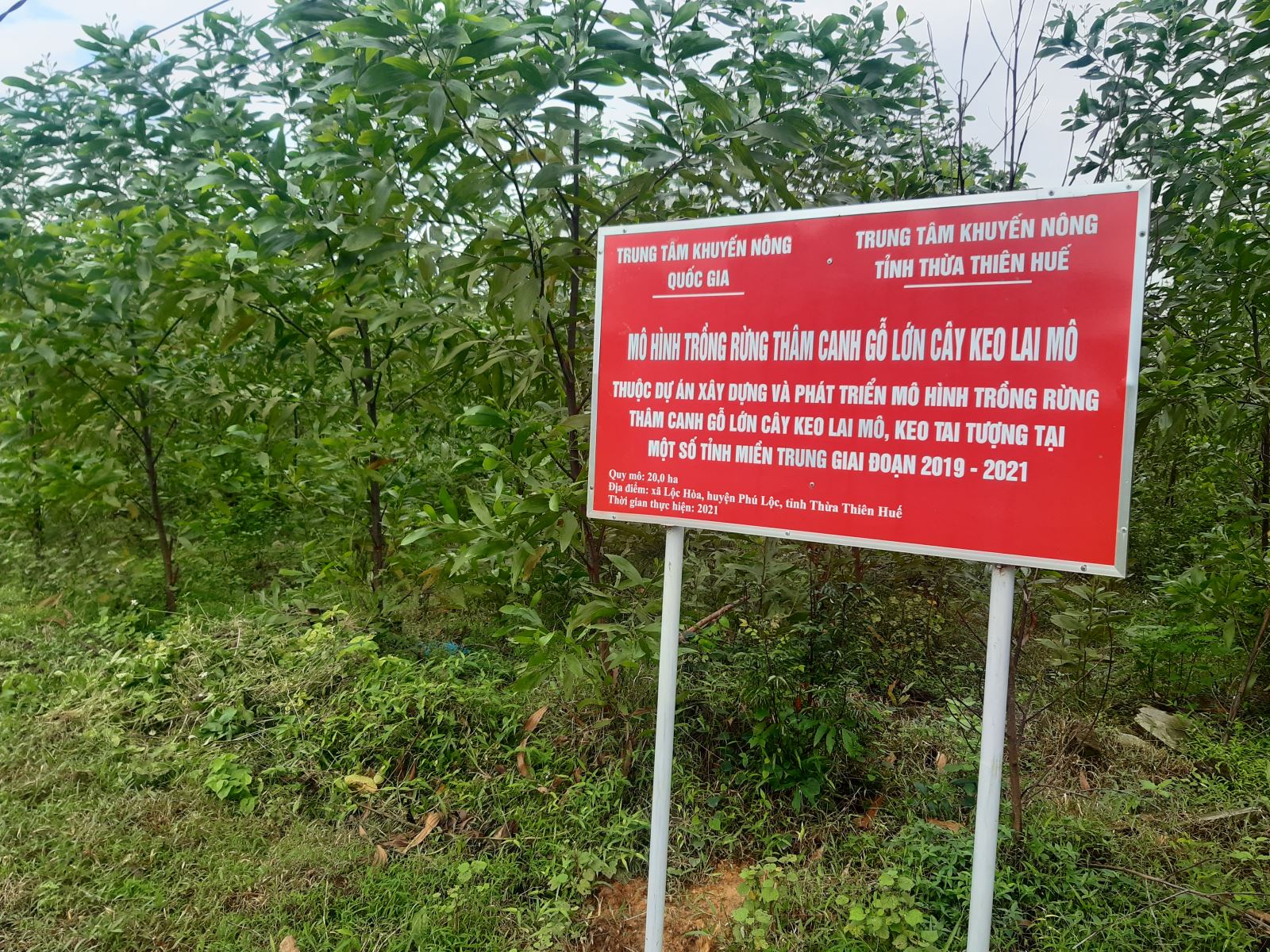 Phó Chủ tịch UBND tỉnh Thừa Thiên Huế Hoàng Hải Minh yêu cầu các địa phương thành lập Tổ công tác cấp huyện về chỉ đạo trồng rừng gỗ lớn, ưu tiên lồng ghép các nguồn lực để đầu tư, hỗ trợ trồng rừng gỗ lớn và chuyển hóa rừng trồng gỗ nhỏ sang rừng trồng gỗ lớn.