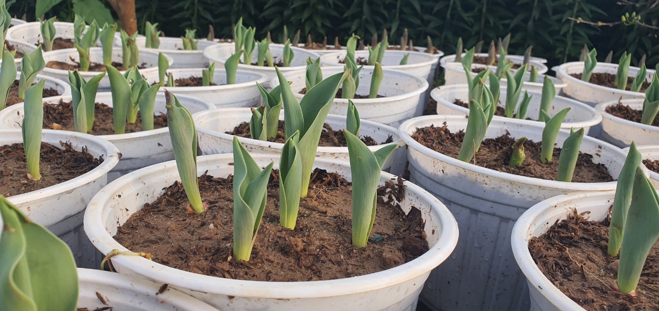 Với nhiệt độ trung bình trong năm 20 độ C, huyện A Lưới rất thích hợp cho việc trồng hoa tulip.