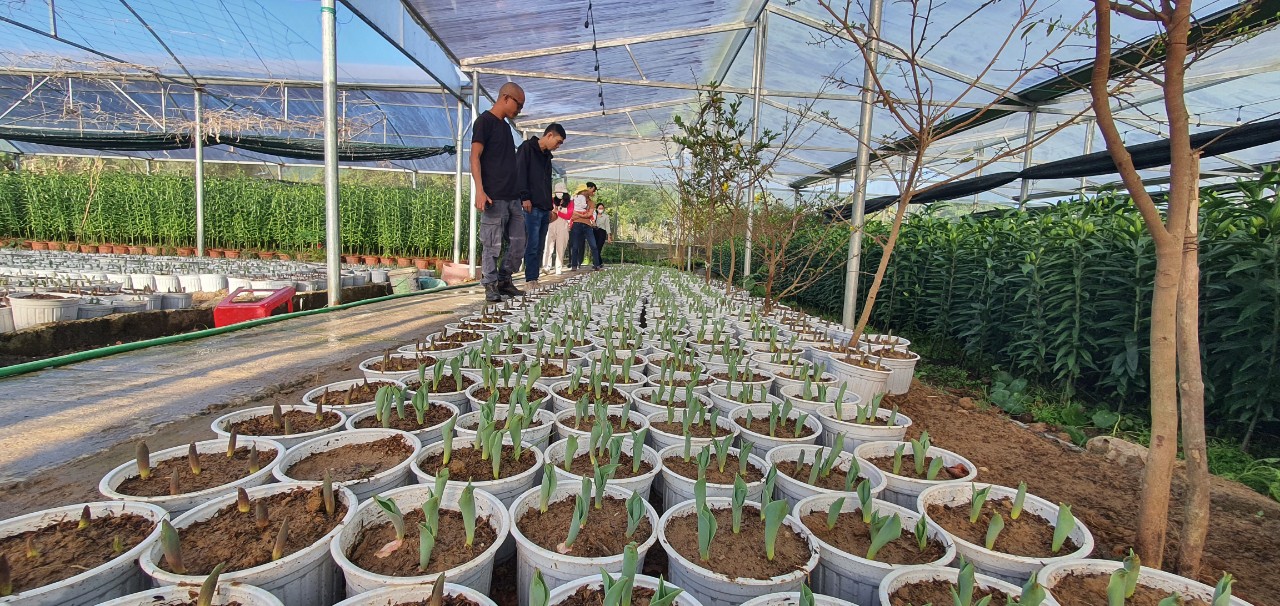 Mô hình trồng hoa tulip trong nhà kính đang mang lại hiệu kinh tế quả cao ở huyện A Lưới.