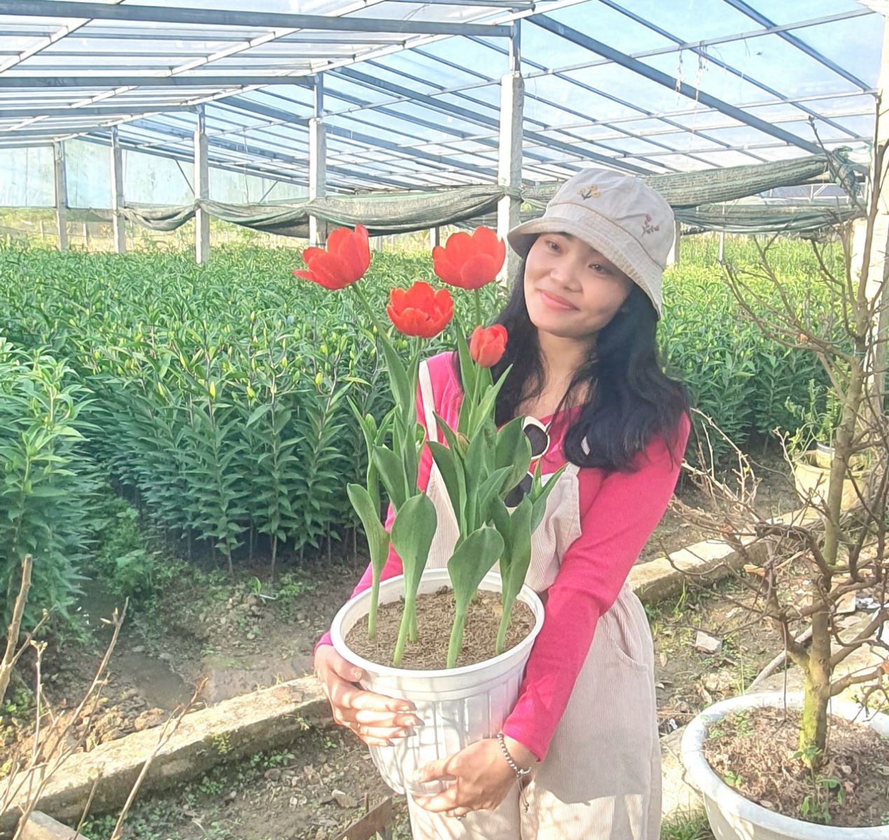 Huyện A Lưới đang mở rộng diện tích trồng hoa tulip để phục vụ nhu cầu chơi hoa dịp Tết.