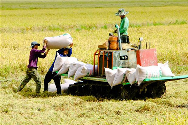 Đang thu hoạch lúa vụ đông xuân 2023 - 2024 ở huyện Thới Lai, TP. Cần Thơ
