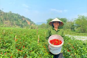 Liên kết trồng ớt chỉ thiên đem lại hiệu quả kinh tế cao
