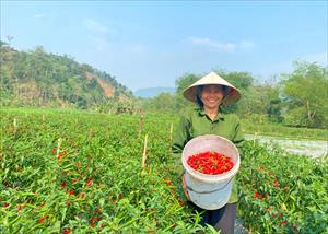 Liên kết trồng ớt chỉ thiên đem lại hiệu quả kinh tế cao