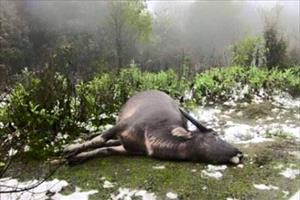 Cả nước có hơn 7.600 con gia súc bị chết do “siêu rét”