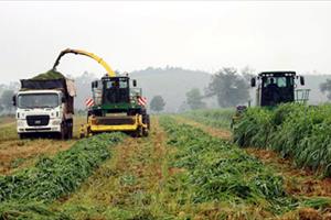 Doanh nghiệp dần “thích” đầu tư nông nghiệp, nhưng khó khăn ngổn ngang