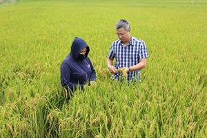 Hà Nội: Canh tác lúa theo tiêu chuẩn VietGAP để nâng cao chất lượng sản phẩm