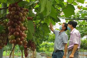 Hà Nội hỗ trợ thiết bị chuyển đổi số trong nông nghiệp