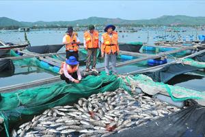 Phú Yên: Chủ tịch xã giải thích nguyên nhân tôm hùm, cá biển chết hàng loạt
