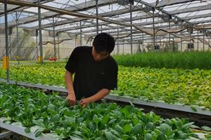 TP.HCM sẽ không còn vườn chuyên canh rau trong nội đô từ 2030