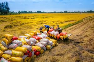 Giải pháp để doanh nghiệp chào giá xuất khẩu gạo có lợi