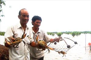 Trà Vinh, nông dân phấn khởi thu hoạch cua biển