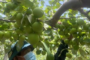 Nông dân xã Cam Thành Nam làm giàu từ cây táo