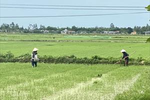 Nông nghiệp là trụ đỡ trong phát triển kinh tế của Quảng Nam