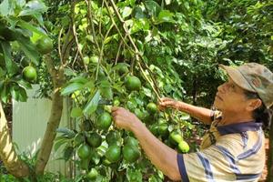 Những vườn cây trái hữu cơ thu bạc tỷ ở Tây Nguyên  	