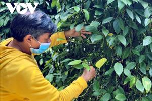 Trồng hồ tiêu bền vững, nông dân Gia Lai thu trái ngọt