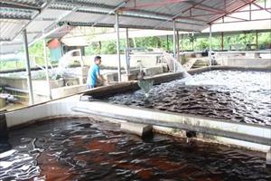 Lào Cai: Hướng đến nuôi cá nước lạnh chuẩn VietGAP