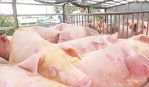 14 xe lợn béo được xuất sang Trung Quốc