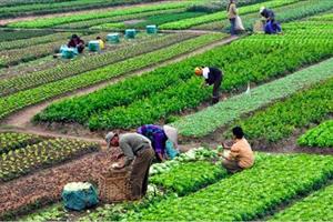 Bắc Ninh phát triển nông nghiệp quy mô lớn