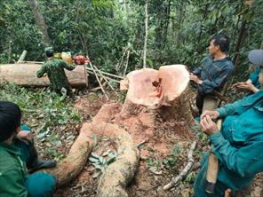 Thanh Hóa bắt quả tang 5 đối tượng khai thác gỗ rừng phòng hộ trái phép