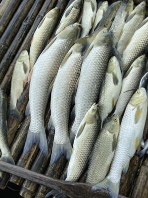 Cá chết bất thường trên sông Mã: Không phải do dịch bệnh