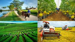 Bảo hiểm nông nghiệp: Làm gì để tăng độ phủ?