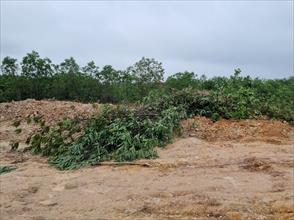 Hàng trăm cây keo của một hộ dân ở TT- Huế bị san ủi để lấy đất
