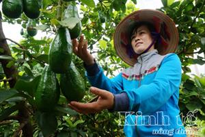 Đắk Lắk: Mô hình cà phê trồng xen cây ăn trái đem lại hiệu quả kinh tế cao
