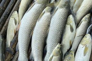 Cá chết bất thường trên sông Mã: Không phải do dịch bệnh