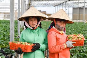 Lâm Đồng thành lập 392 hợp tác xã nông nghiệp