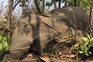 Đắk Lắk: Một cá thể voi nhà 49 năm tuổi chết do già yếu