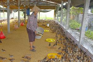 “Chuẩn hóa” quy trình chăn nuôi, gia tăng giá trị kinh tế